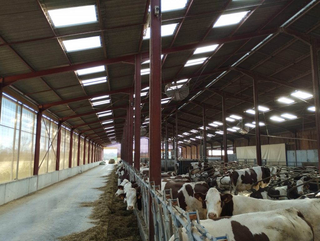 Intérieur d’un hangar d’élevage en structure acier, espace couvert conçu pour le logement et l’alimentation du bétail.